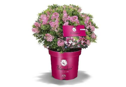 Rhododendron micranthum ´Bloombux´® Magenta , C2L, výška 20/25 - Obrázek 1