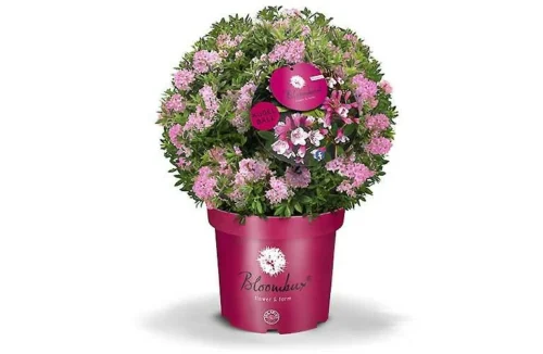 Rhododendron micranthum ´Bloombux´® Magenta , koule průměr 25–30 CM - Image 1