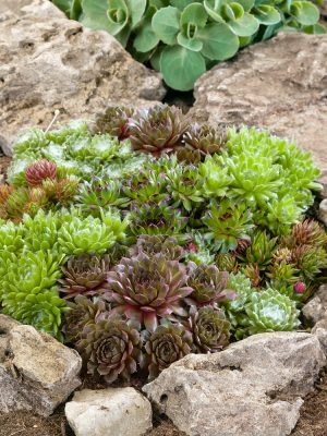 Sempervivum hybridum