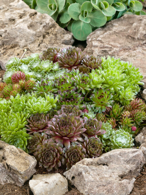 Sempervivum hybridum - Obrázek 1