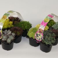 Sedum & Sempervivum 6-PACK