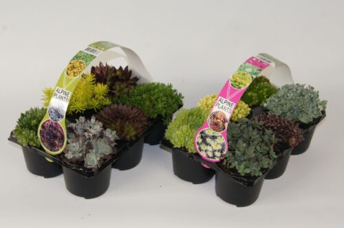 Sedum & Sempervivum 6-PACK - Obrázek 1