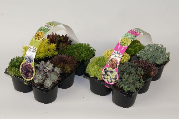 Sedum & Sempervivum 6-PACK