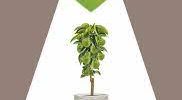 Hrušeň sloupovitá ´Pillar Pear´, C7,0 L - DECO, v. 80-100 CM - Obrázek 2