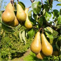 Hrušeň sloupovitá ´Pillar Pear´, C7,0 L - DECO, v. 80-100 CM