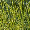 Miscanthus sinensis 'Zebrinus' - Kontejner, pr. 13 cm