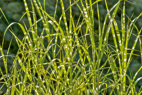 Miscanthus sinensis 'Zebrinus' - Obrázek 1
