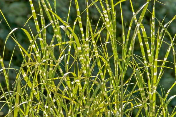 Miscanthus sinensis 'Zebrinus'
