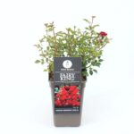Rosa 'Fairy King'® - Obrázek 2