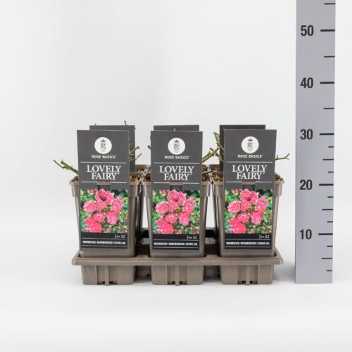 Rosa 'Lovely Fairy'® - Image 5