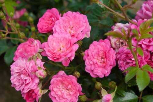 Rosa 'Lovely Fairy'® - Image 1