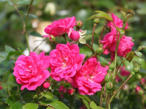 Rosa 'Lovely Fairy'® - Image 3