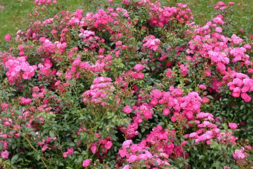 Rosa 'Lovely Fairy'® - Image 2