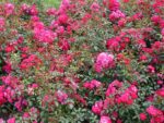 Rosa 'Fairy Queen'® - Obrázek 2