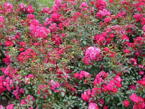 Rosa 'Fairy Queen'® - Obrázek 2
