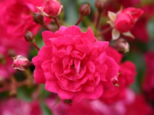 Rosa 'Fairy Queen'® - Obrázek 1