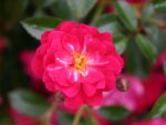 Rosa 'Fairy Queen'® - Obrázek 3