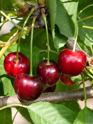 Třešeň 'Schneiderova pozdní chrupka'