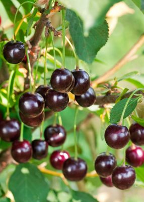 Višeň pozdní 'Morellenfeuer'-kyselka