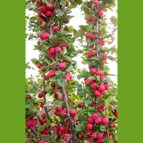 Jabloň ´Appletini´® Mini jabloň - Obrázek 7