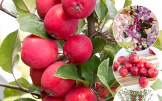 Jabloň ´Appletini´® Mini jabloň