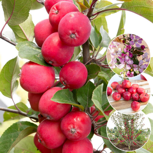 Jabloň ´Appletini´® Mini jabloň - Obrázek 1