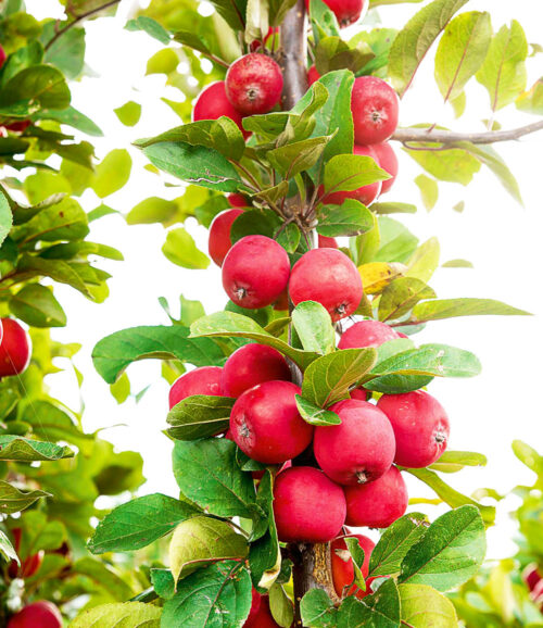 Jabloň ´Appletini´® Mini jabloň - Obrázek 3