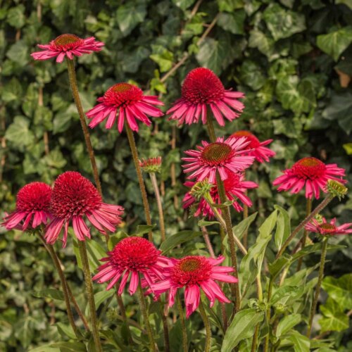 Echinacea purpurea 'Delicious Candy' - Obrázek 3
