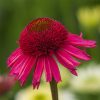 Echinacea purpurea 'Delicious Candy' - C5L-kompakt