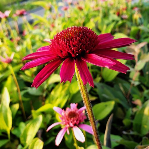 Echinacea purpurea 'Delicious Candy' - Obrázek 2