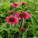 Echinacea purpurea 'Delicious Candy' - Obrázek 4
