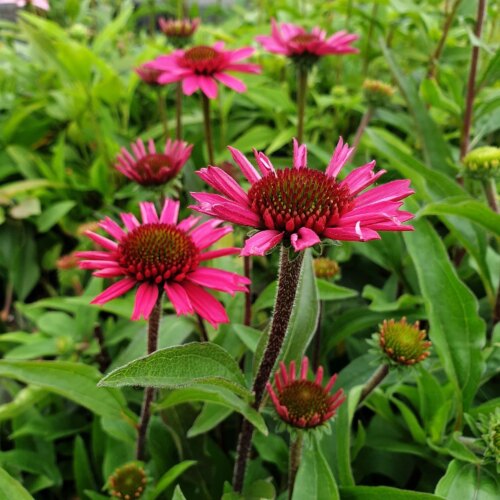 Echinacea purpurea 'Delicious Candy' - Obrázek 4