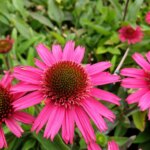 Echinacea purpurea 'Delicious Candy' - Obrázek 5