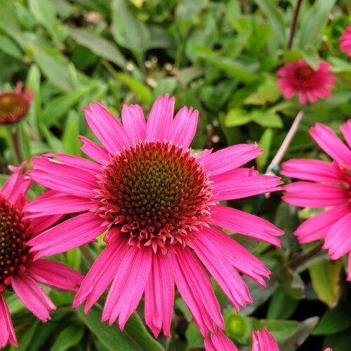 Echinacea purpurea 'Delicious Candy' - Obrázek 5
