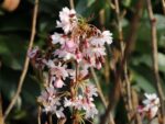 Prunus subhirtella 'Autumnalis Rosea'-C7,5L, keř - Obrázek 3