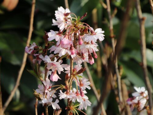 Prunus subhirtella 'Autumnalis Rosea'-C7,5L, keř - Obrázek 3