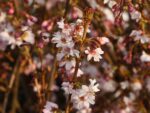 Prunus subhirtella 'Autumnalis Rosea'-C7,5L, keř - Obrázek 2