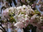 Prunus subhirtella 'Autumnalis Rosea'-C7,5L, keř - Obrázek 4