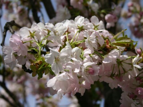Prunus subhirtella 'Autumnalis Rosea'-C7,5L, keř - Obrázek 4