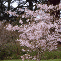 Prunus subhirtella 'Autumnalis Rosea'-C7,5L, keř