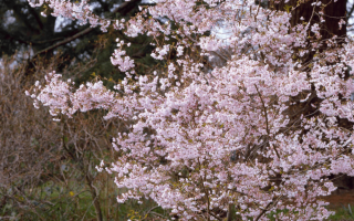 Prunus subhirtella 'Autumnalis Rosea'-C7,5L, keř
