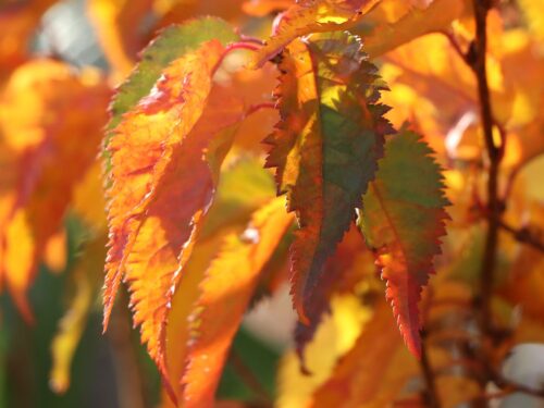 Prunus nipponica 'Brillant'-stromková - Obrázek 4