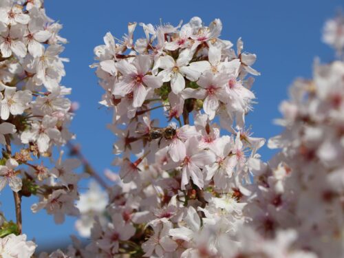 Prunus nipponica 'Brillant'-stromková - Obrázek 3