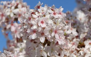 Prunus nipponica 'Brillant'-stromková