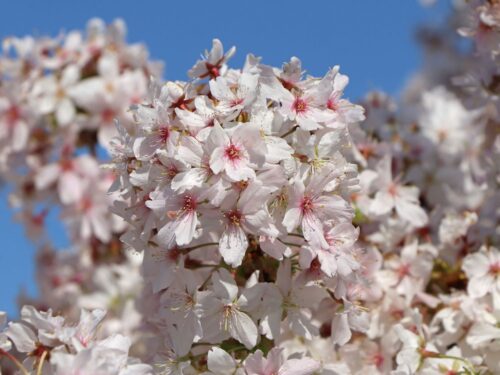 Prunus nipponica 'Brillant'-stromková - Obrázek 1