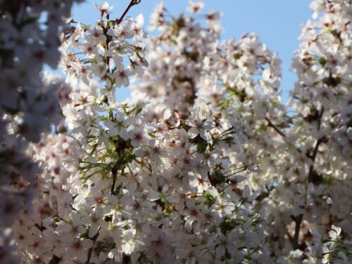 Prunus nipponica 'Brillant'-stromková - Obrázek 2