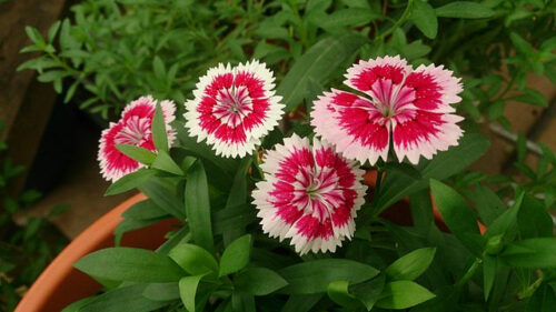 DIANTHUS chinensis P13 - Obrázek 1