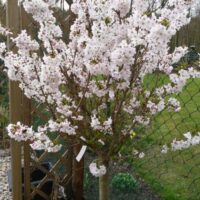 Prunus nipponica 'Ruby'-C7,5L, keř - Obrázek 5