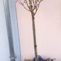 Prunus nipponica 'Ruby'-C7,5L, keř - Obrázek 6