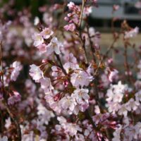 Prunus nipponica 'Ruby'-C7,5L, keř